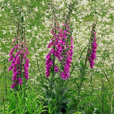 6 x Digitalis Purpurea Excelsior Hybrids - Vingerhoedskruid pot 9x9cm