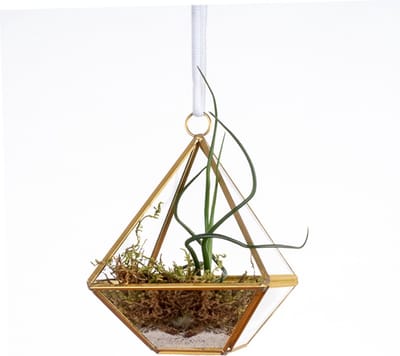 WinQ- Terrarium Piramide goud/glas 10x10x14- voorzijde open-inclusief Tillandsia en zand