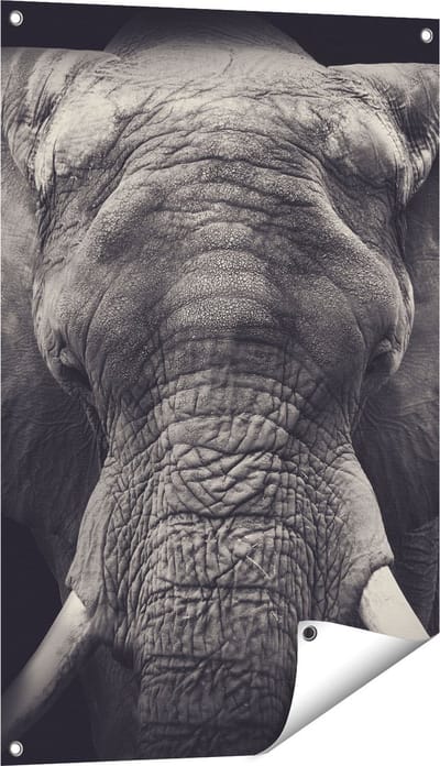 Gards Tuinposter Olifantenkop - Olifant - Zwart Wit - 60x90 cm - Tuindoek - Tuindecoratie - Wanddecoratie buiten - Tuinschilderij