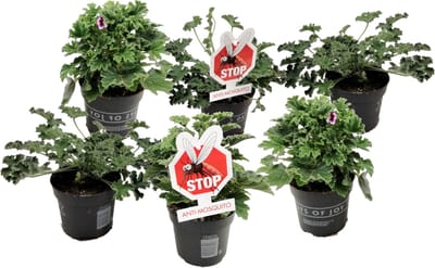 Plant in a Box - Anti-muggen Geraniums - Set van 6 - Winterharde tuinplanten - Pot 10.5cm - Hoogte 20-30cm