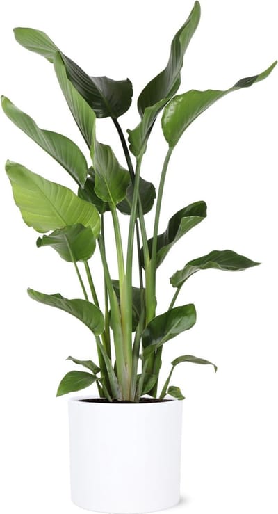 Green Harmony - Strelitzia Nicolia Ø24cm 120cm in Era WIT pot