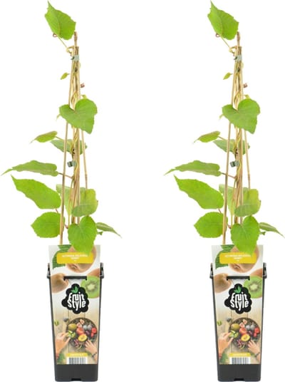 Bloomique - Set van 2 - Actinidia Deliciosa Jenny - Kiwi Plant - Fruitplanten - Tuinplanten - Winterhard - Hoogte 50-70 cm - Pot 15 cm