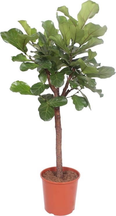 Trendyplants - Ficus Lyrata boom - Tabaksplant - Kamerplant - Hoogte 160-180 cm - Potmaat Ø30cm