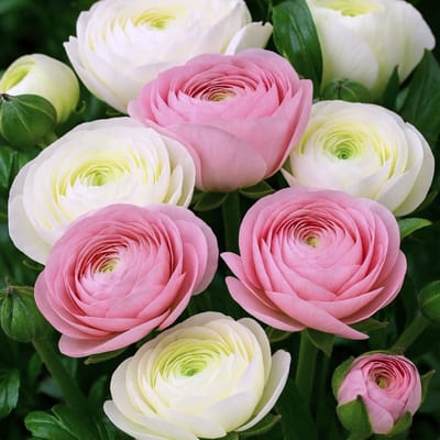 Aziatische ranonkel (Ranunculus Asiaticus) - Ranonkels wit & roze mix - Ranunculus - Bijen-Vlinders - Snijbloemen - (Ook)-Voor in huis - Zomerbollen