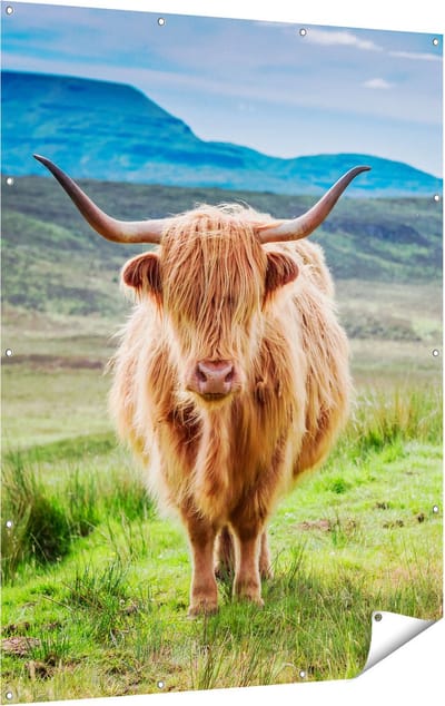 Gards Tuinposter Schotse Hooglander in de Wei - Kleur - 120x160 cm - Tuindoek - Tuindecoratie - Wanddecoratie buiten - Tuinschilderij