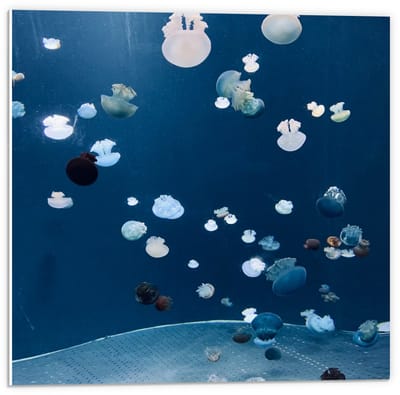 Forex - Grote en Kleine Kwallen in de Zee - 50x50cm Foto op Forex