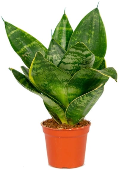 JUNAVERA Sansevieria Hahnii terrariumplant | compacte kamerplant in 12 cm pot | 20 cm hoog bij levering