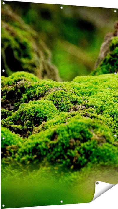 Gards Tuinposter Groen Mos - 100x150 cm - Tuindoek - Tuindecoratie - Wanddecoratie buiten - Tuinschilderij