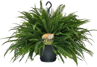 Plantenboetiek.nl | Nephrolepis Green Lady - Ø20cm - 50-60cm hoog - Kamerplant - Groenblijvend