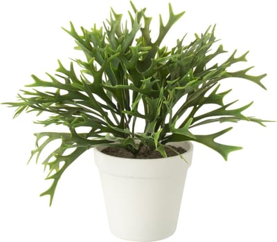 J-Line plant Platycerium Bifurcatum in pot - kunststof - groen