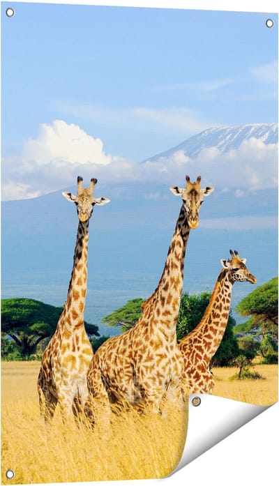 Gards Tuinposter Drie Giraffes in de Savanne - 60x90 cm - Tuindoek - Tuindecoratie - Wanddecoratie buiten - Tuinschilderij