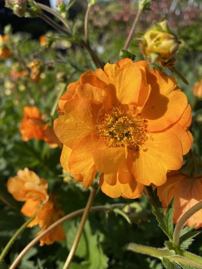 6 x Geum 'Fireball' - Nagelkruid - P9 Pot (9 x 9cm) - Dima Vaste Planten