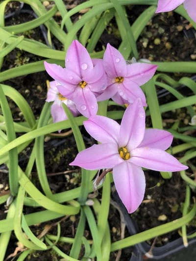 Oude Wijfjes - Voorjaarster Bolplant - Tuin Decoratie - Geurende Lila Bloemen - 6 stuks - Lila