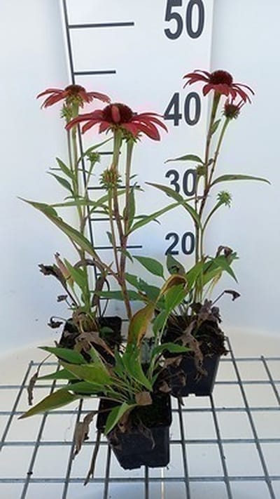 6x Zonnehoed - Echinacea purp. Sunseekers Coral' | 9x9 cm pot