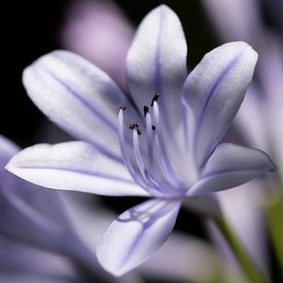 6x Agapanthus 'Silberpfeil' Pot 9x9cm - Prachtige bloeiende plant voor in de tuin