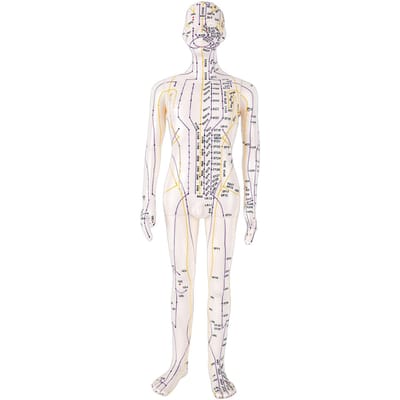 Modèle d'Acupuncture de 20,5 Pouces Modèle Humain Précis du Corps Entier avec Points d'Acupuncture et Base Bras Rotatifs pour l'Enseignement Étudiant