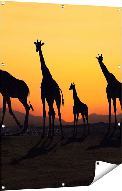 Gards Tuinposter Vier Giraffe Silhouetten bij Zonsondergang - 90x120 cm - Tuindoek - Tuindecoratie - Wanddecoratie buiten - Tuinschilderij