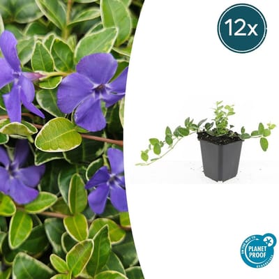 Trendyplants - Vinca minor 'Ralph Shugert' - 12 stuks - Maagdenpalm - Winterhard - Hoogte 10-30 cm - Potmaat Ø9cm