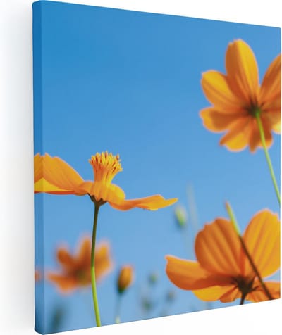 Artaza Canvas Schilderij Cosmea Bloemen - 30x30 cm - Klein - Wanddecoratie Bloemen - Schilderijen Op Canvas Woonkamer