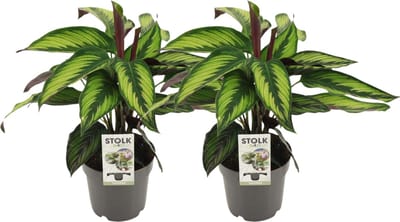 Plantenboetiek.nl | Calathea Majestica Princeps | 2 stuks - Ø14cm - 35-45cm hoog - Kamerplant - Groenblijvend - Multideal