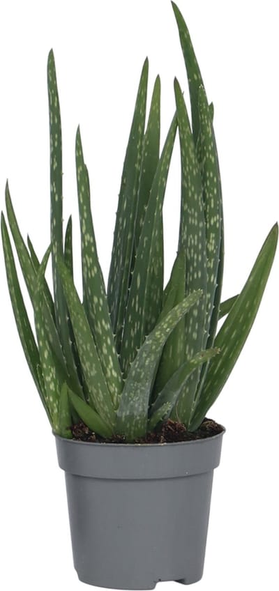 Plant in a Box - Aloë vera - Aloe barbadensis - Hoogte 25-40cm - Pot 10,5cm - Kamerplant - Groen