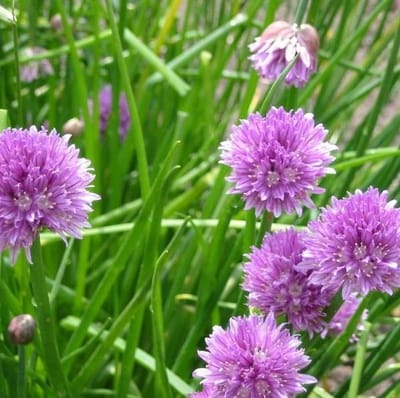 6 x Allium Schoenoprasum - Bieslook pot 9x9 cm - Verse Kruiden voor de Tuin