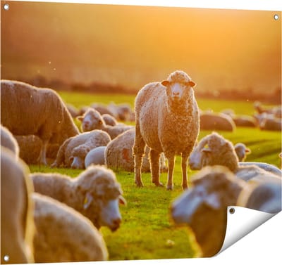 Gards Tuinposter Kudde Schapen bij Zonsondergang - 100x80 cm - Tuindoek - Tuindecoratie - Wanddecoratie buiten - Tuinschilderij