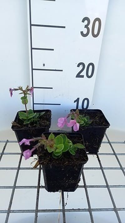 6x Vlambloem - Phlox stol. 'Home Fires' | 9x9 cm pot