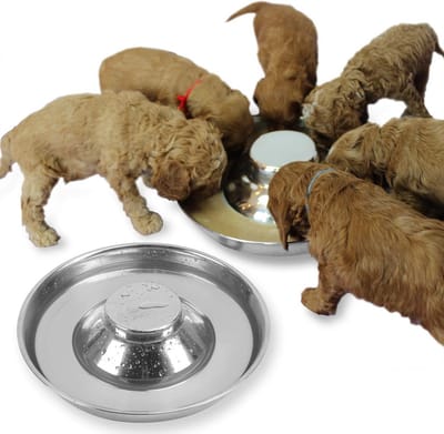 Roestvrijstalen Hondenvoerbakken 2 Stuks voor Puppy's
