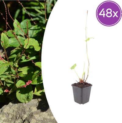 Tuinplantenshop.com | Persicaria a. 'Speciosa' | 48 stuks - Ø9cm - 10-25cm hoog - Tuinplant