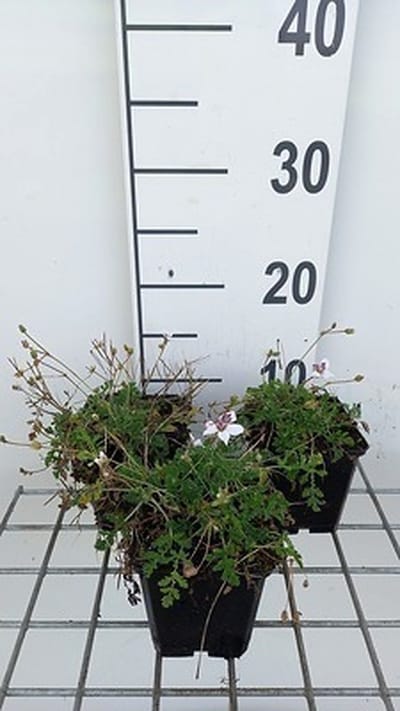 6x Reigersbek - Erodium guttatum | 9x9 cm pot