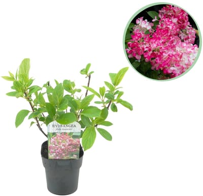 Green boutiQ - Pluim Hortensia - Hydrangea panniculata Pink Diamond - Bloem Wit Roze - 1 Plant - Bladverliezend - Grote Bloemen - Pot 17cm Hoogte 50cm
