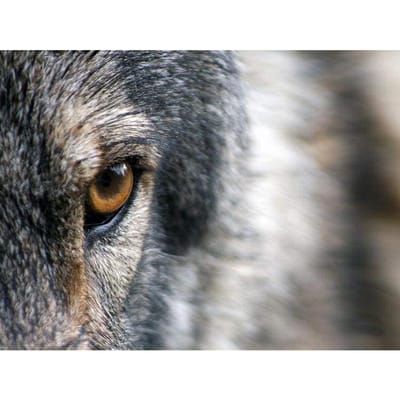 Diamant schilderij kruissteek Wolf oog volledige boor dier serie diamant borduurwerk steentjes decor 20X30CM gray