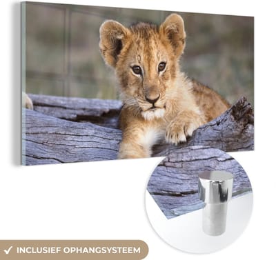 MuchoWow® Glasschilderij 40x20 cm - Schilderij acrylglas - Welp - Dier - Natuur - Foto op glas - Schilderijen