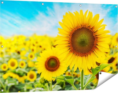 Gards Tuinposter Zonnebloemen Veld - 120x80 cm - Tuindoek - Tuindecoratie - Wanddecoratie buiten - Tuinschilderij