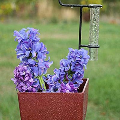 Glazen Regenmeter - Meetbuis Tuin - Regenval Meten - Stabiele Glasconstructie - 5 Inch Capaciteit - Transparant