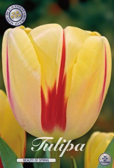 Beauty of Spring Darwin Hybride Tulpen bollen 10 stuks Bolmaat 12+
