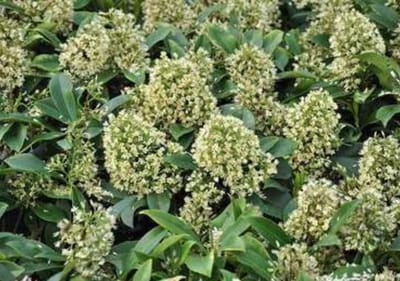 Skimmia confusa 'Kew Green' - Skimmia 25 - 30 cm in pot