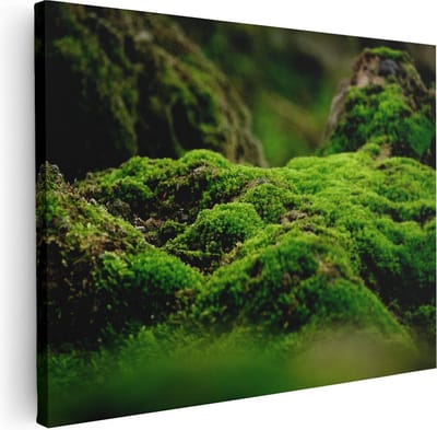 Artaza Canvas Schilderij Mos Op Boom - 40x30 cm - Klein - Wanddecoratie Bos - Muurdecoratie Natuur - Kamer Accessoires