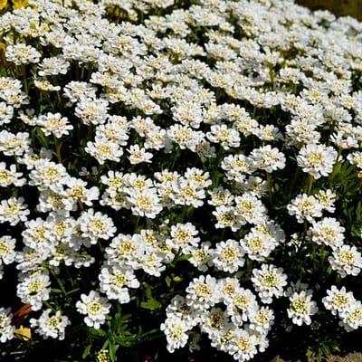 6x Iberis sempervirens 'Fischbeck' Pot 9x9cm - Prachtige bodembedekker voor de tuin