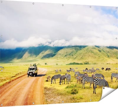 Gards Tuinposter Safari Auto tussen de Zebra's - 160x120 cm - Tuindoek - Tuindecoratie - Wanddecoratie buiten - Tuinschilderij