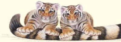 poster Images Warwick Higgs - Stripes 59 x 25 cm