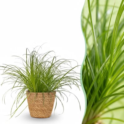 Green boutiQ - Kamerplant - Cyperus alternifolius Zumula - Kattengras - Huisdiervriendelijke Plant - Groen - 1 Plant - met Mand - Pot 12cm - Hoogte 20cm