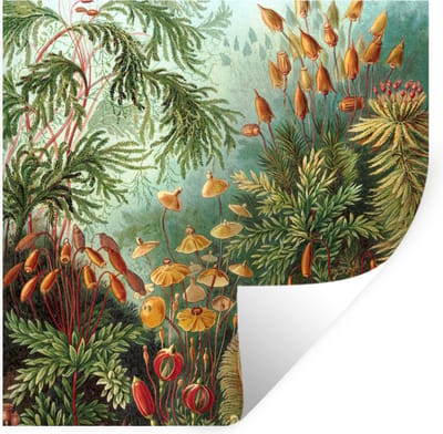 Muurstickers - Sticker Folie - Oude meesters - Kunst - Muscinae - Haeckel - 100x100 cm - Plakfolie - Muurstickers Kinderkamer - Zelfklevend Behang XXL - Zelfklevend behangpapier - Stickerfolie