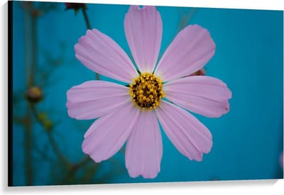 Canvas  - Roze fleurige Bloem - 120x80cm Foto op Canvas Schilderij (Wanddecoratie op Canvas)