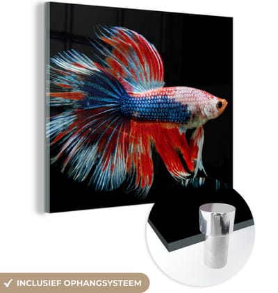 MuchoWow® Glasschilderij 50x50 cm - Schilderij acrylglas - Vis - Zeedier - Staart - Blauw - Foto op glas - Schilderijen