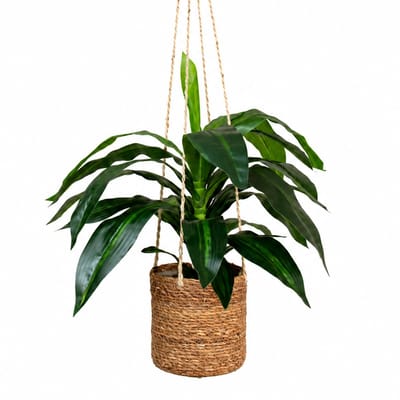 Kunstplant Dracaena fragans in hangmand naturel L100cm