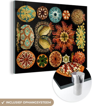 MuchoWow® Glasschilderij 40x30 cm - Schilderij acrylglas - Vintage - Ernst Haeckel - Zeedier - Natuur - Zee - Kunst - Foto op glas - Schilderijen