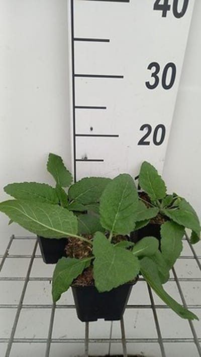 6x Veldsalie - Salvia prat. 'Swan Lake' | 9x9 cm pot