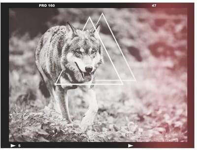 Fotobehang - wolf - photo.
